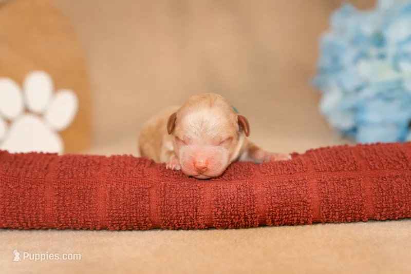 Rowan, a male Poodle - Toy  for sale in Centreville, MI – 1 of 3