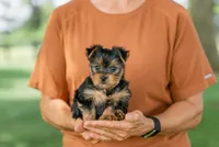 Phillip, a male Yorkshire Terrier for sale in Centreville, MI – 1 of 8