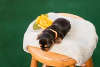 George, a male Yorkshire Terrier for sale in Centreville, MI – 3 of 8