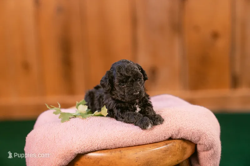 Vega – Poodle - Miniature  puppy for sale in Centreville, MI