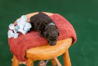 Callum, a male Poodle - Toy  for sale in Centreville, MI – 3 of 7