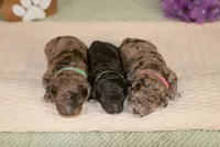 Orion, a male Poodle - Miniature  for sale in Centreville, MI – 2 of 4