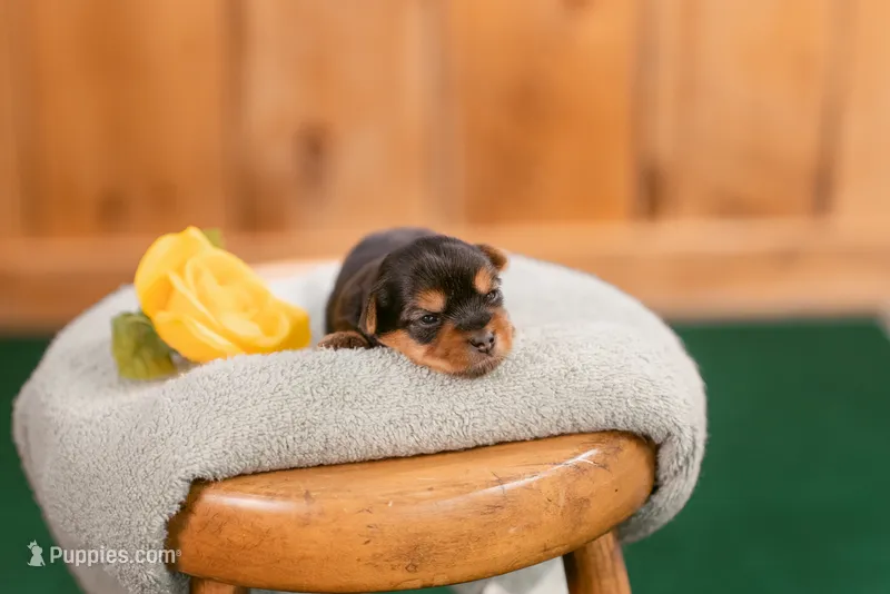Edward – Yorkshire Terrier puppy for sale in Centreville, MI