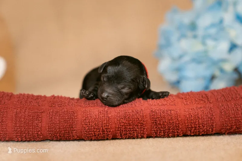 Finn – Poodle - Toy  puppy for sale in Centreville, MI