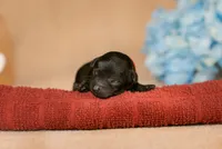 Finn, a male Poodle - Toy  for sale in Centreville, MI – 1 of 3