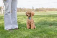 Orion, a male Poodle - Miniature  for sale in Centreville, MI – 4 of 4