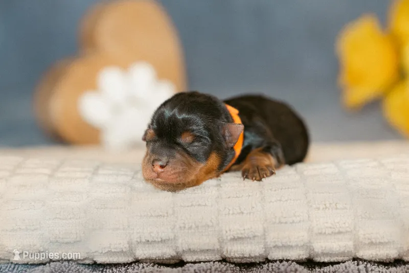 George – Yorkshire Terrier puppy for sale in Centreville, MI