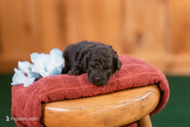 Callum – Poodle - Toy  puppy for sale in Centreville, MI
