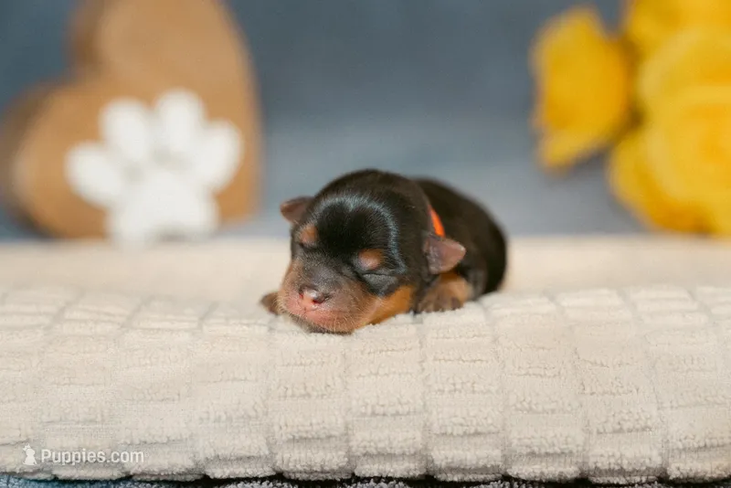 Edward – Yorkshire Terrier puppy for sale in Centreville, MI