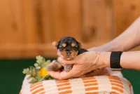 Flint, a male Yorkshire Terrier for sale in Centreville, MI – 3 of 7
