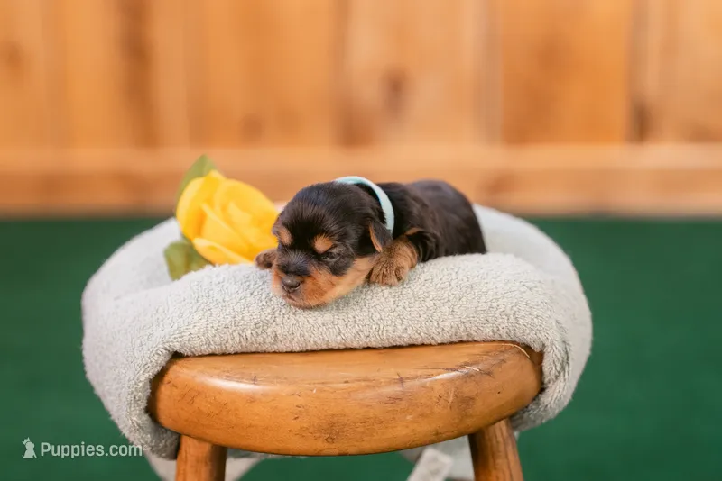 Phillip – Yorkshire Terrier puppy for sale in Centreville, MI