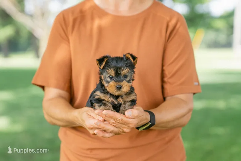 George – Yorkshire Terrier puppy for sale in Centreville, MI