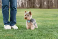 Viola, a female Yorkshire Terrier for sale in Centreville, MI – 3 of 4