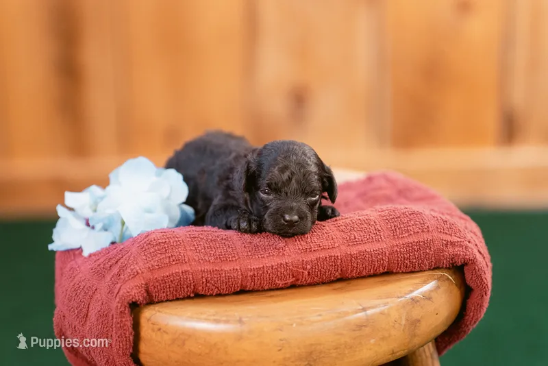 Finn – Poodle - Toy  puppy for sale in Centreville, MI