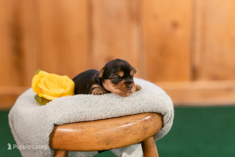 Margaret – Yorkshire Terrier puppy for sale in Centreville, MI