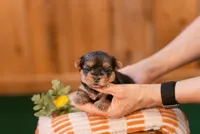 Iris, a female Yorkshire Terrier for sale in Centreville, MI – 3 of 7