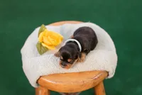 Phillip, a male Yorkshire Terrier for sale in Centreville, MI – 3 of 8