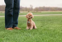 Finn, a male Poodle - Toy  for sale in Centreville, MI – 3 of 3
