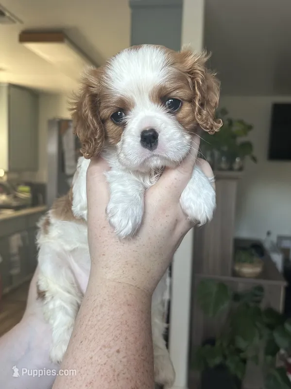 Mochi  – Cavalier King Charles Spaniel puppy for sale in Sacramento, CA