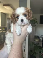 Mochi , a female Cavalier King Charles Spaniel for sale in Sacramento, CA – 1 of 3