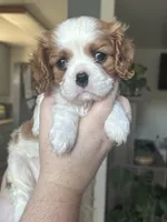 Mochi , a female Cavalier King Charles Spaniel for sale in Sacramento, CA – 2 of 3