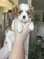 Mochi , a female Cavalier King Charles Spaniel for sale in Sacramento, CA – 3 of 3