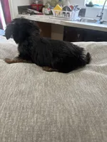 Puppy, a female Silky Terrier for sale in Willard, NC – 2 of 7