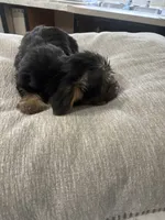 Puppy, a female Silky Terrier for sale in Willard, NC – 4 of 7