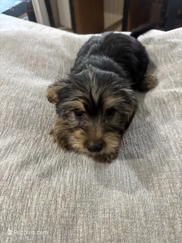 Puppy – Silky Terrier puppy for sale in Willard, NC