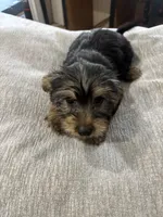 Puppy, a female Silky Terrier for sale in Willard, NC – 1 of 7