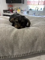 Puppy, a female Silky Terrier for sale in Willard, NC – 3 of 7