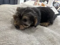 Puppy, a female Silky Terrier for sale in Willard, NC – 5 of 7