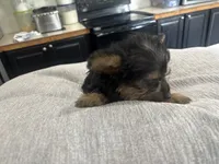 Puppy, a male Silky Terrier for sale in Willard, NC – 1 of 4
