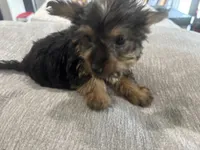 Puppy, a male Silky Terrier for sale in Willard, NC – 3 of 4