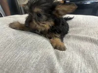 Puppy, a male Silky Terrier for sale in Willard, NC – 2 of 4
