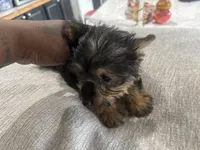 Puppy, a male Silky Terrier for sale in Willard, NC – 4 of 4