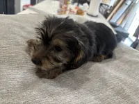 Puppy, a female Silky Terrier for sale in Willard, NC – 6 of 7
