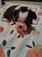 AKC Boston Terrier, a female Boston Terrier for sale in Eureka, CA – Photo 2 of 3