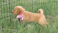 AKC PINK GIRL, a female Golden Retriever for sale in Klamath Falls, OR – Photo 2 of 4