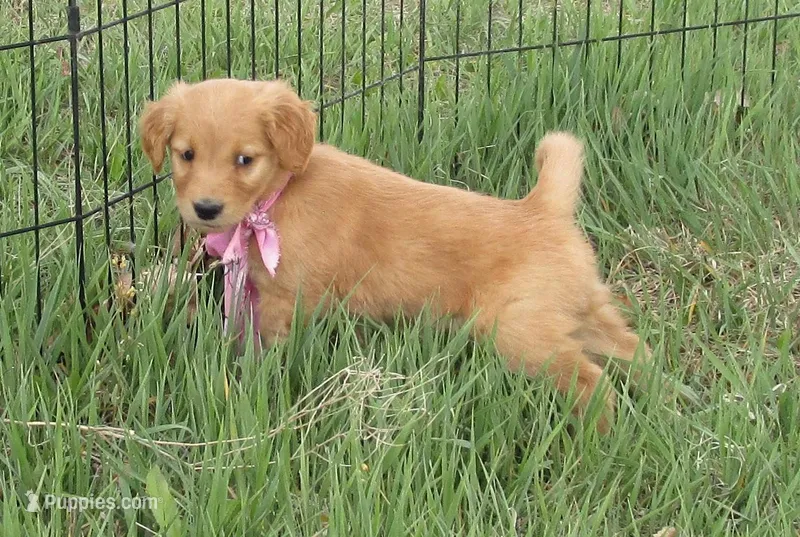 AKC PINK GIRL – Golden Retriever puppy for sale in Klamath Falls, OR