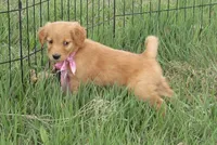 AKC PINK GIRL, a female Golden Retriever for sale in Klamath Falls, OR – Photo 1 of 4