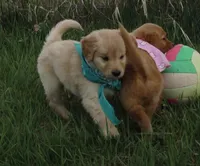 AKC PINK GIRL, a female Golden Retriever for sale in Klamath Falls, OR – Photo 3 of 4