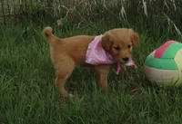 AKC PINK GIRL, a female Golden Retriever for sale in Klamath Falls, OR – Photo 4 of 4