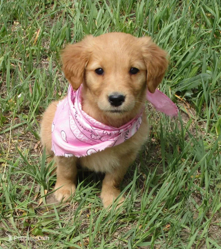 AKC PINK GIRL – Golden Retriever puppy for sale in Klamath Falls, OR
