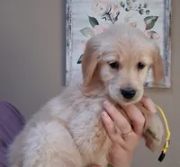 AKC Yellow Girl, a female Golden Retriever for sale in Klamath Falls, OR – 2 of 5