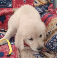 AKC BUTTERCUP, a female Golden Retriever for sale in Klamath Falls, OR – 2 of 3