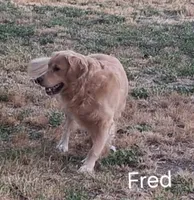 Rose AKC, a female Golden Retriever for sale in Klamath Falls, OR – 7 of 7