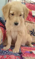 AKC VIOLET, a female Golden Retriever for sale in Klamath Falls, OR – 3 of 3