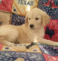 AKC FERN, a female Golden Retriever for sale in Klamath Falls, OR – 1 of 3