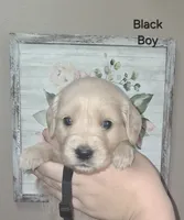 AKC Black, a male Golden Retriever for sale in Klamath Falls, OR – 3 of 5